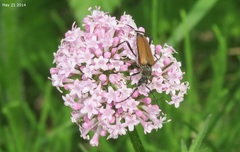 Anastrangalia scotodes