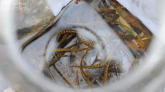 Onychodactylus koreanus