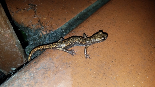 Strinati's Cave Salamander, Via Raffaele Doria, 64, 18034 Ceriana IM, Italy, photo 9 of 10
