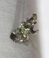 Arescoptera haplocala