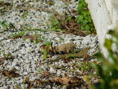 Podarcis siculus
