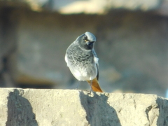 Phoenicurus ochruros