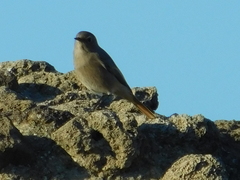 Phoenicurus ochruros
