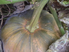 Cucurbita maxima