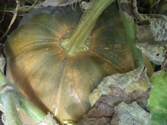 Cucurbita maxima