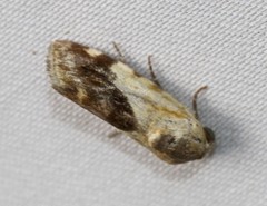 Acontia detrita