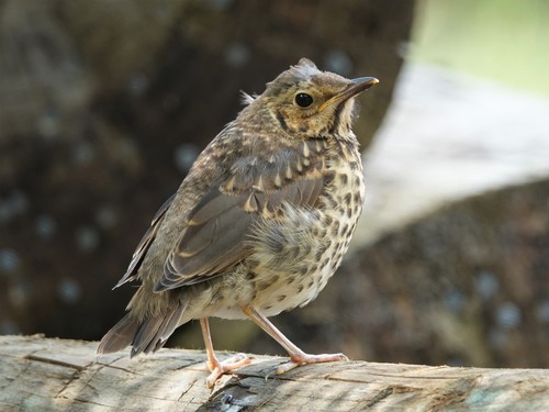 Western European Song Thrush