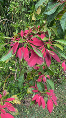 Euphorbia pulcherrima image