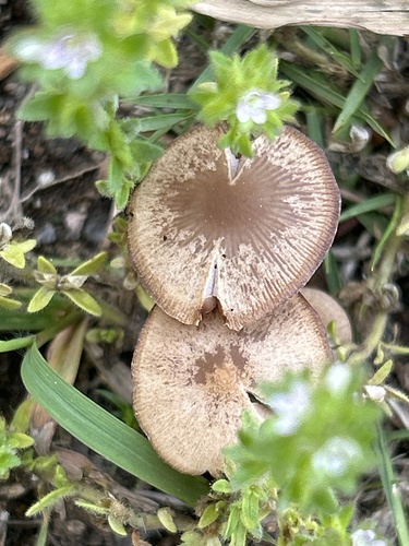 Psathyrella bipellis