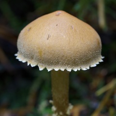 Cystoderma carcharias fallax