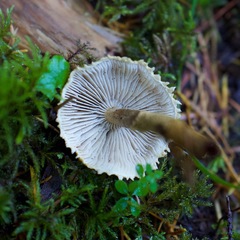 Cystoderma carcharias fallax