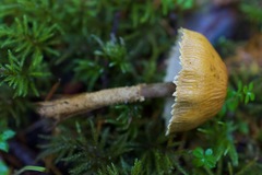 Cystoderma carcharias fallax