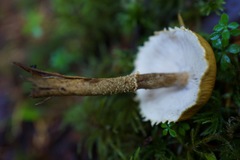 Cystoderma carcharias fallax