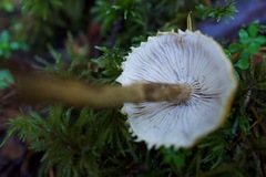 Cystoderma carcharias fallax