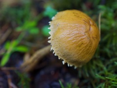 Cystoderma carcharias fallax