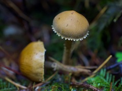 Cystoderma carcharias fallax