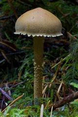 Cystoderma carcharias fallax