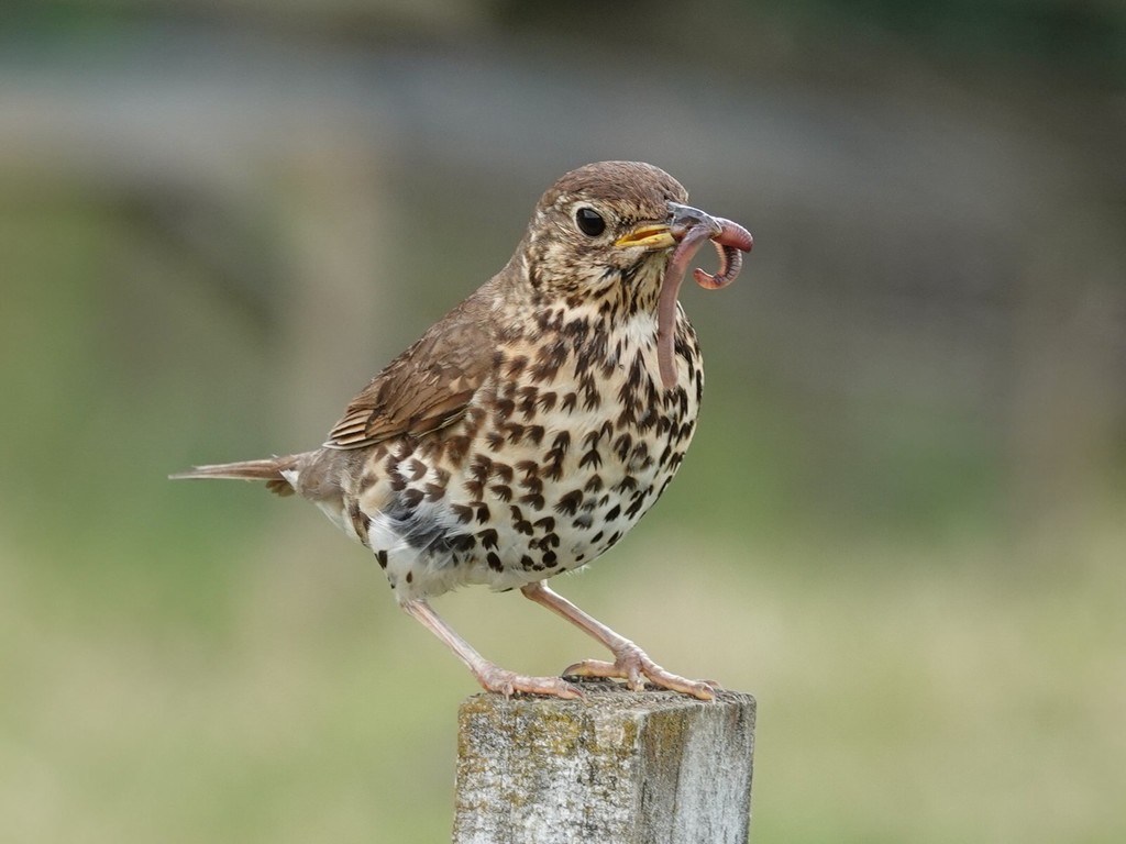 British Song Thrush