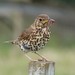 Western European Song Thrush - Photo (c) Jacqui Geux, some rights reserved (CC BY), uploaded by Jacqui Geux