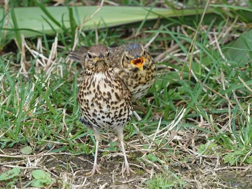 Western European Song Thrush