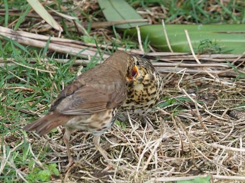 Western European Song Thrush
