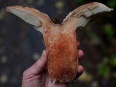 Russula dissimulans