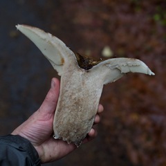 Russula dissimulans
