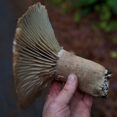 Russula dissimulans