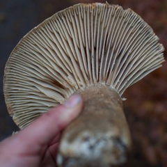 Russula dissimulans