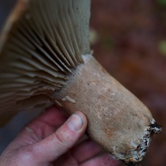 Russula dissimulans