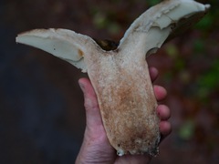 Russula dissimulans