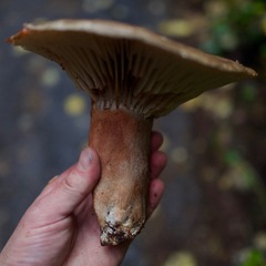 Russula dissimulans