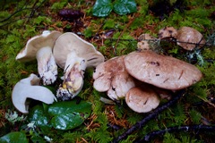 Suillus punctatipes