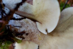 Suillus punctatipes