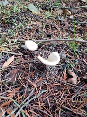 Entoloma sericellum