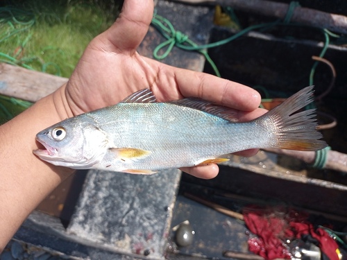 Corvina-ombervis (Cilus gilberti) — Sciaenidae