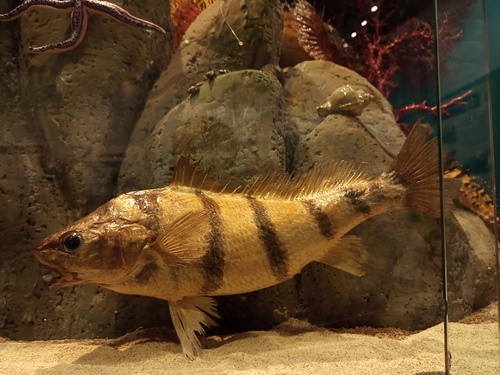 Banded croaker (Paralonchurus dumerilii) — Sciaenidae — 3