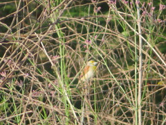 Spiza americana