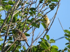 Spiza americana