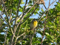 Spiza americana
