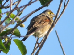 Spiza americana