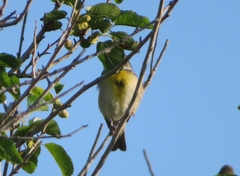 Spiza americana