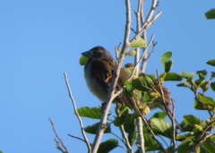 Spiza americana