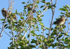 Spiza americana