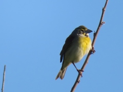 Spiza americana