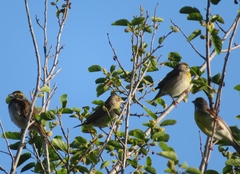 Spiza americana
