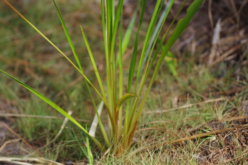 Xyris jupicai