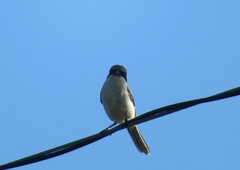 Lanius ludovicianus