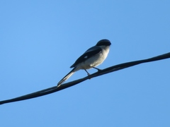 Lanius ludovicianus