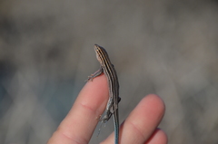 Aspidoscelis hyperythrus beldingi